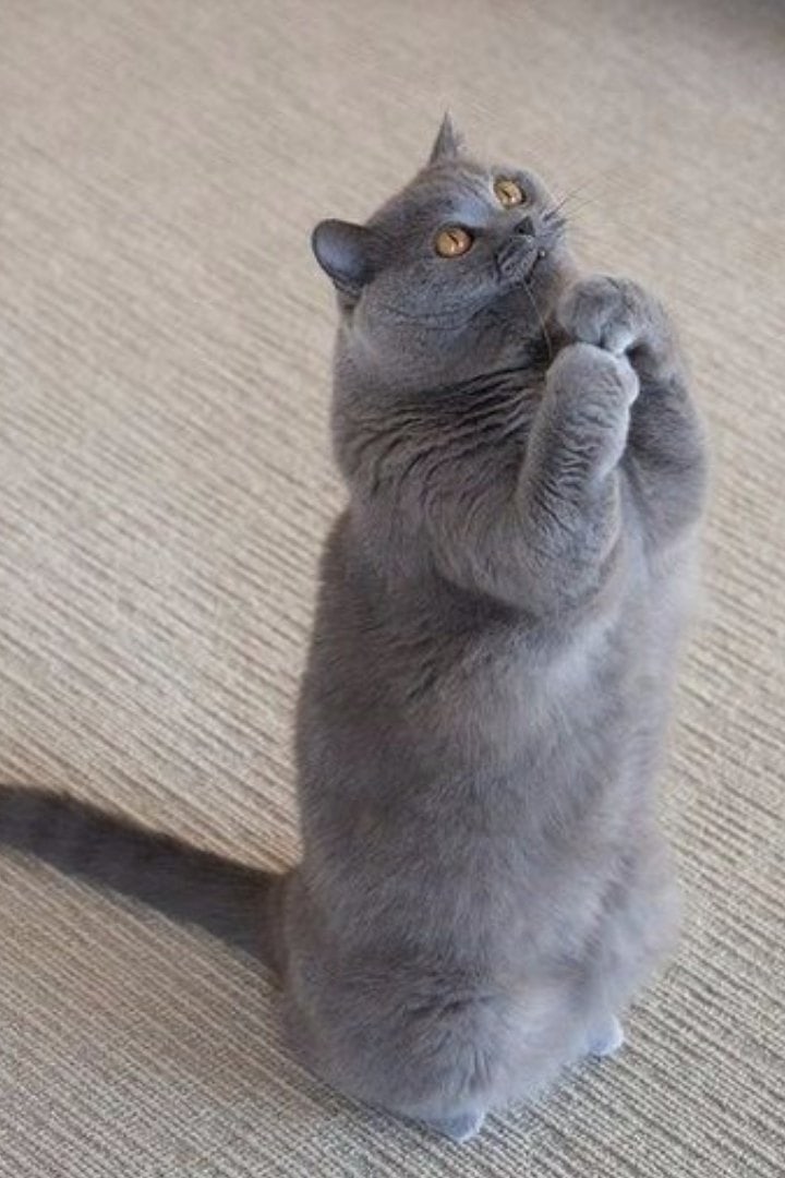 Так рыбки хочется, сгоняйте на рынок