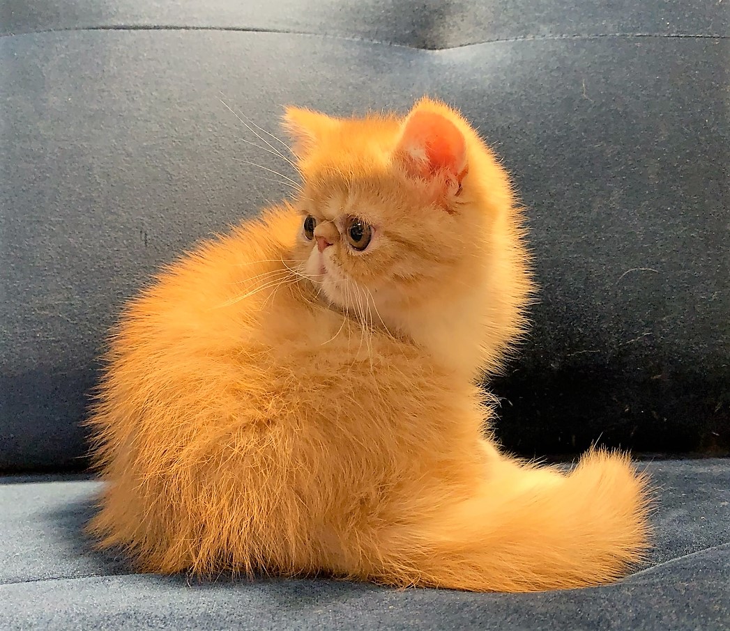 Солнечная красавица