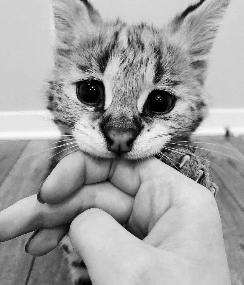 Если я кусаю,  значит я люблю