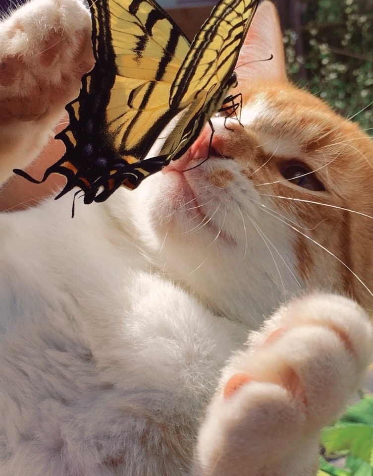 Слезь с моего носа, зверь невиданный