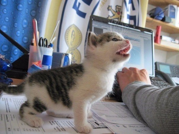 Хозяин, а ты меня покормить не забыл