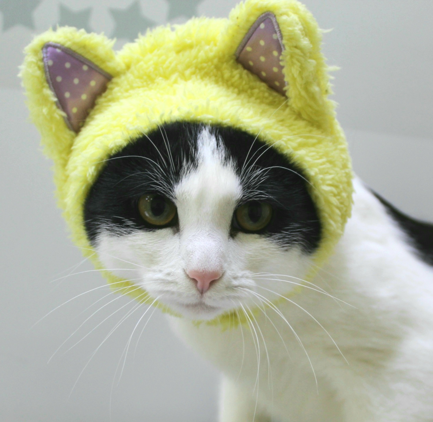 Хозяйка, что я тебе плохого сделала