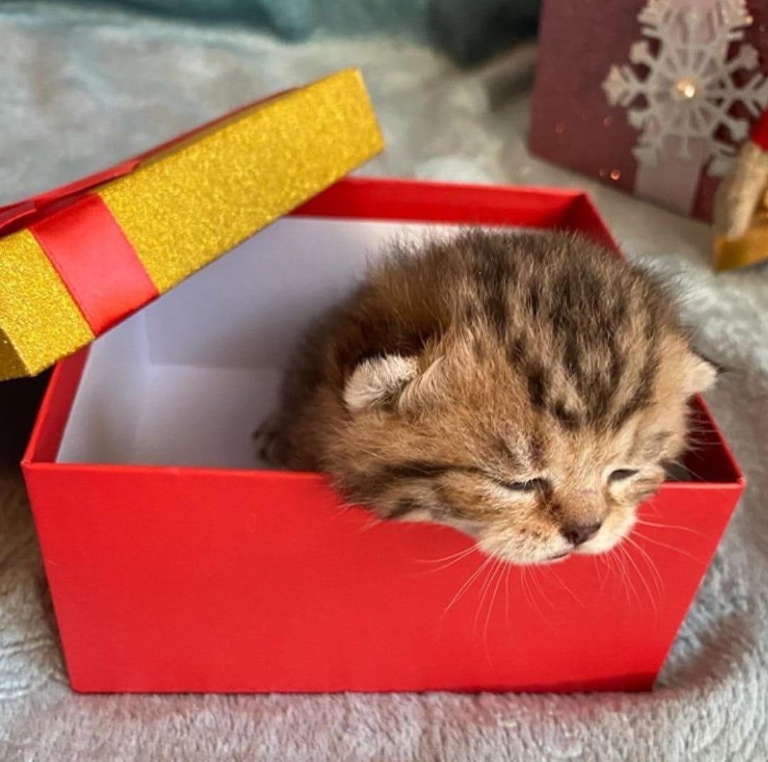 Милый подарочек