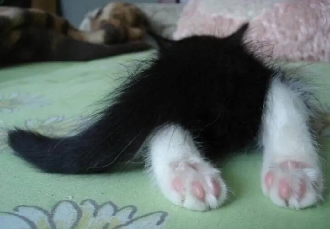 Вот что значит, спать без задних лап