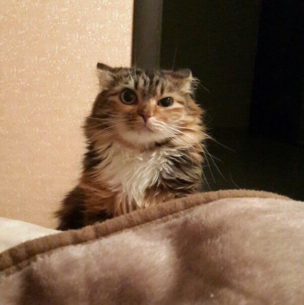 Кажется, кто то чавкает без меня