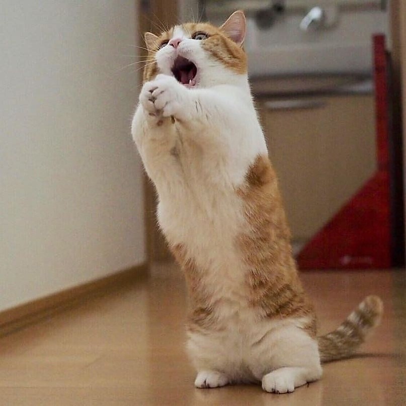 Дайте колбаски, тогда петь перестану