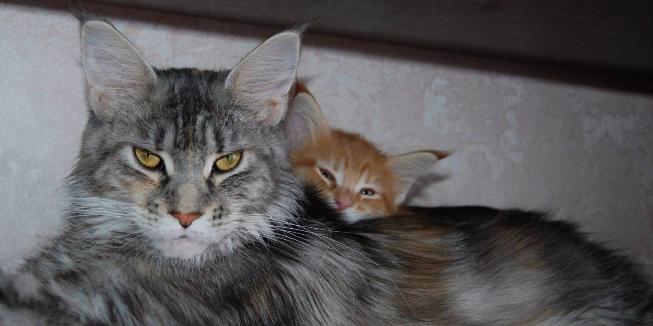 Будете котёнка обижать, будете со мной дело иметь