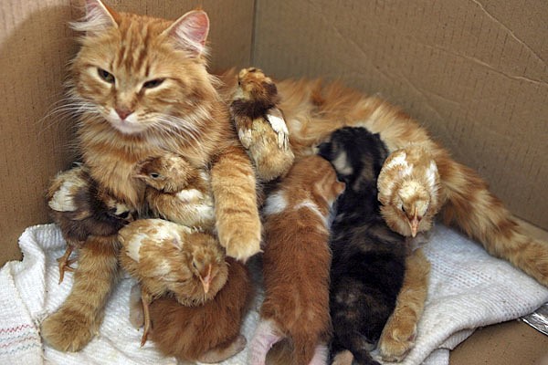 Чужих детей не бывает