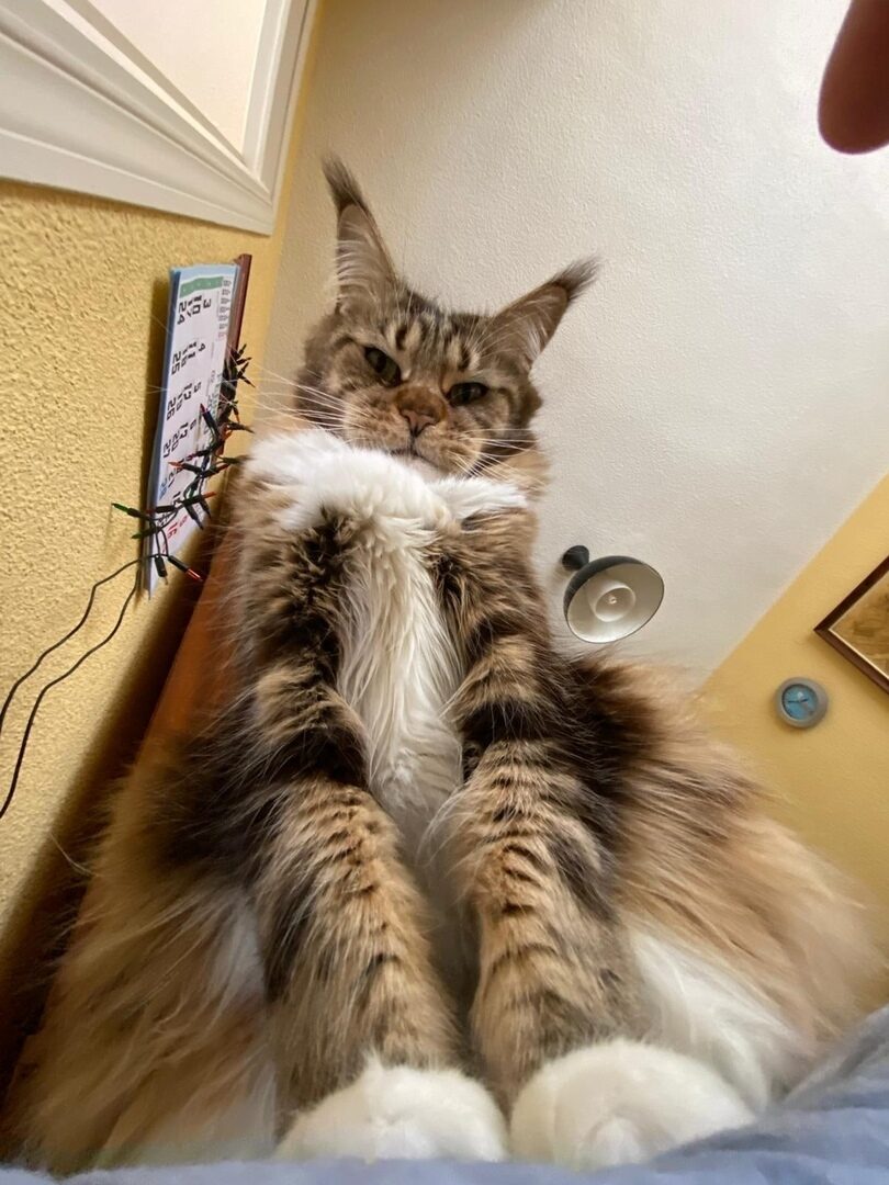 Хозяин вставай, а то на работу проспишь