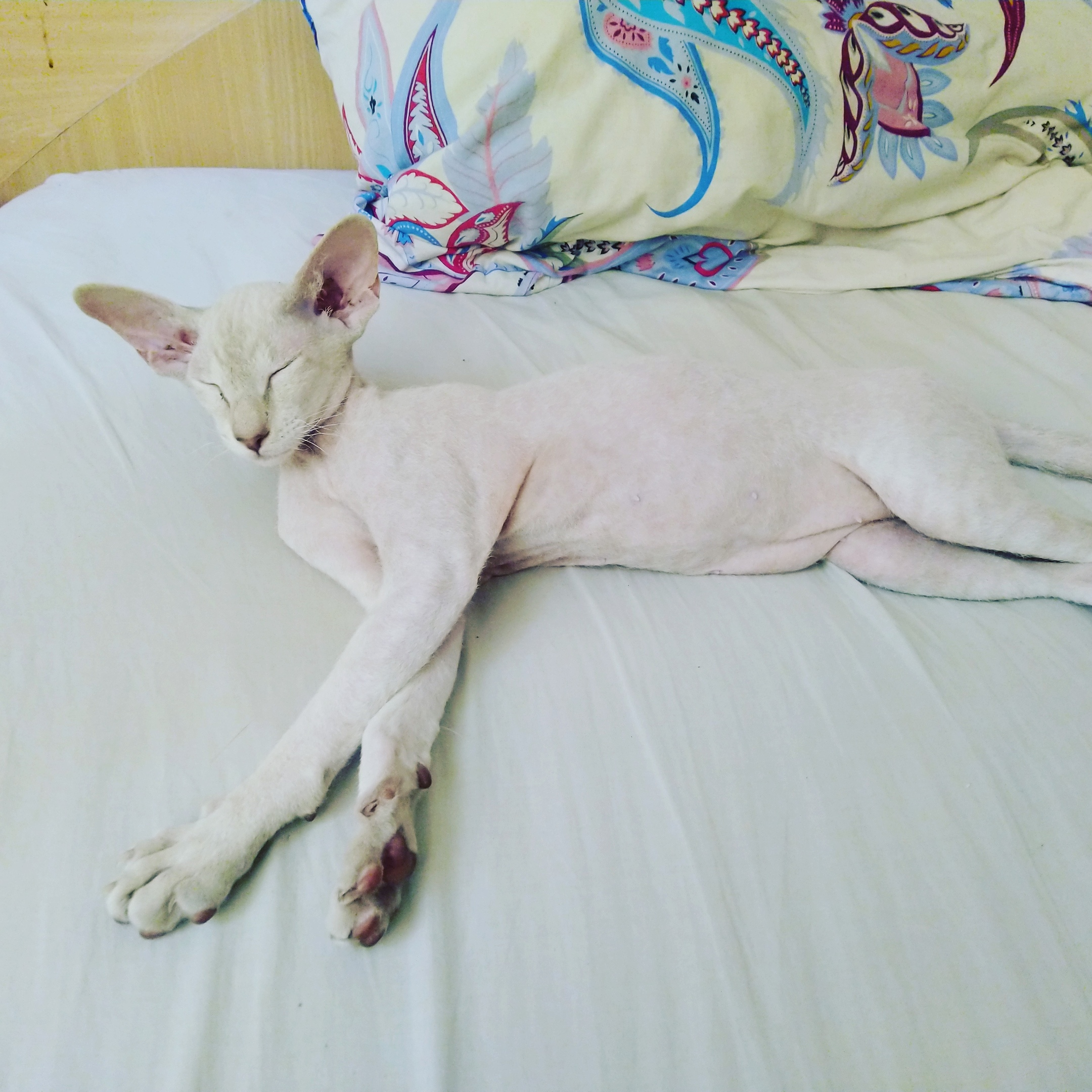 Спят усталые игрушки, кошки спят