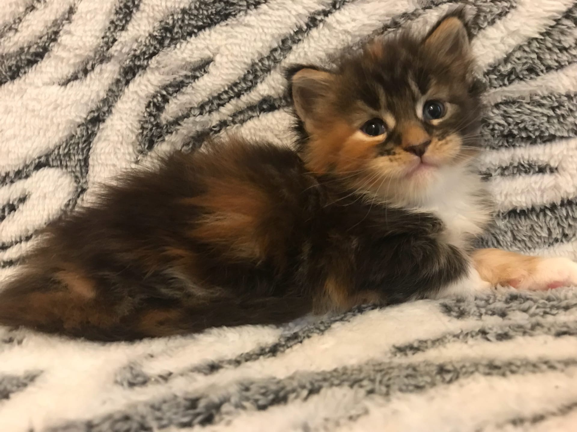 Я тихонько полежу и за Вами присмотрю