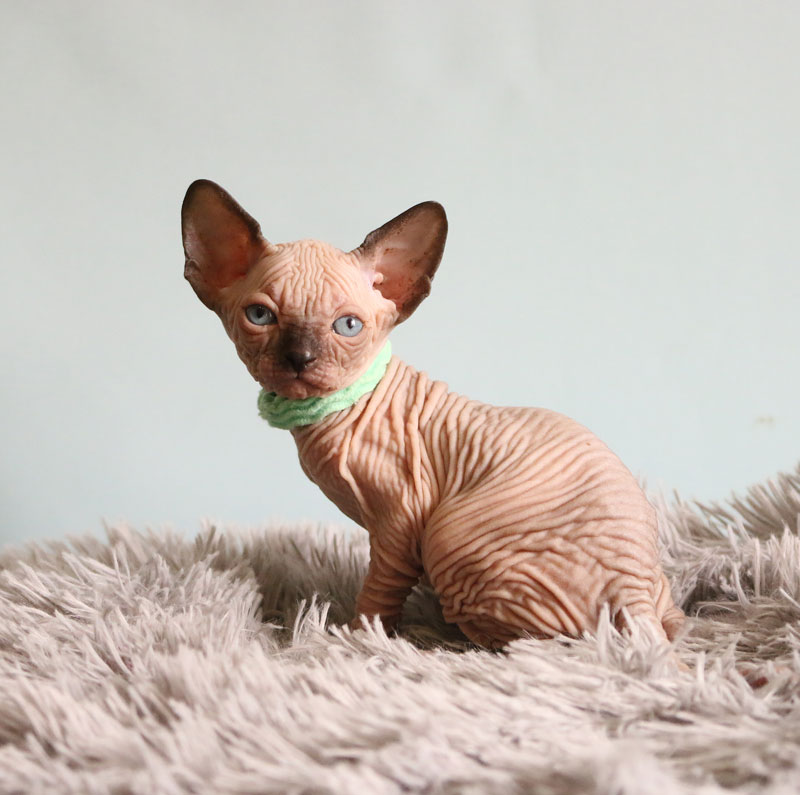 Сделайте мне массаж перед сном