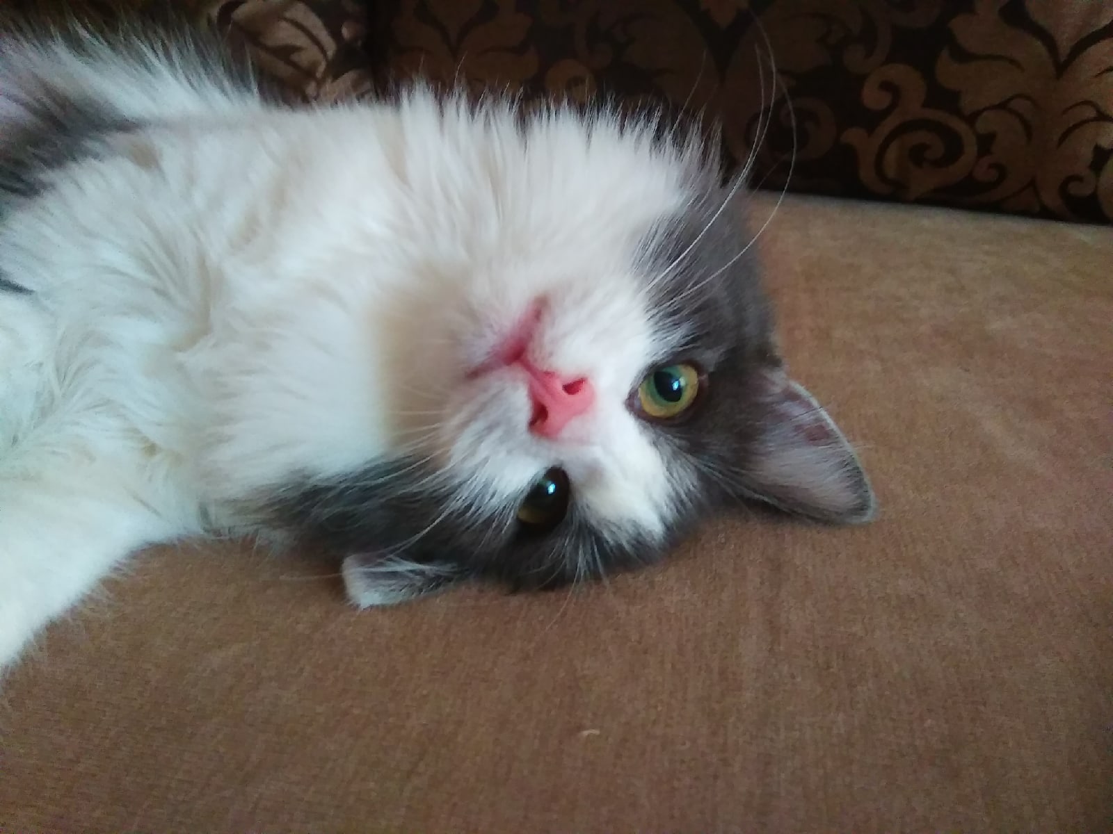 Что то мне лень вставать, принесите обед сюда