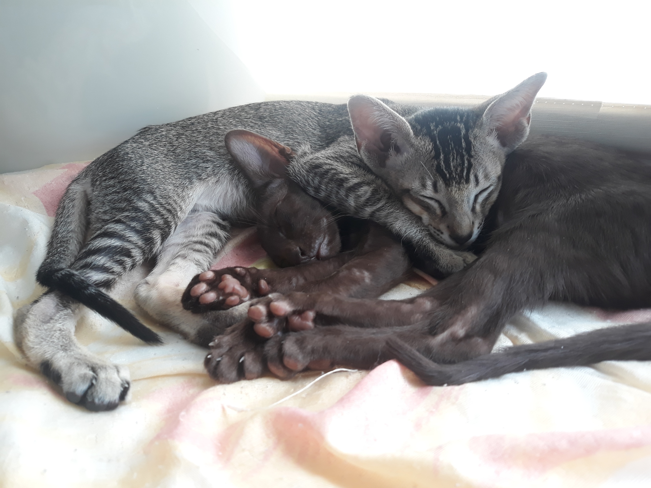 Спят усталые котейки