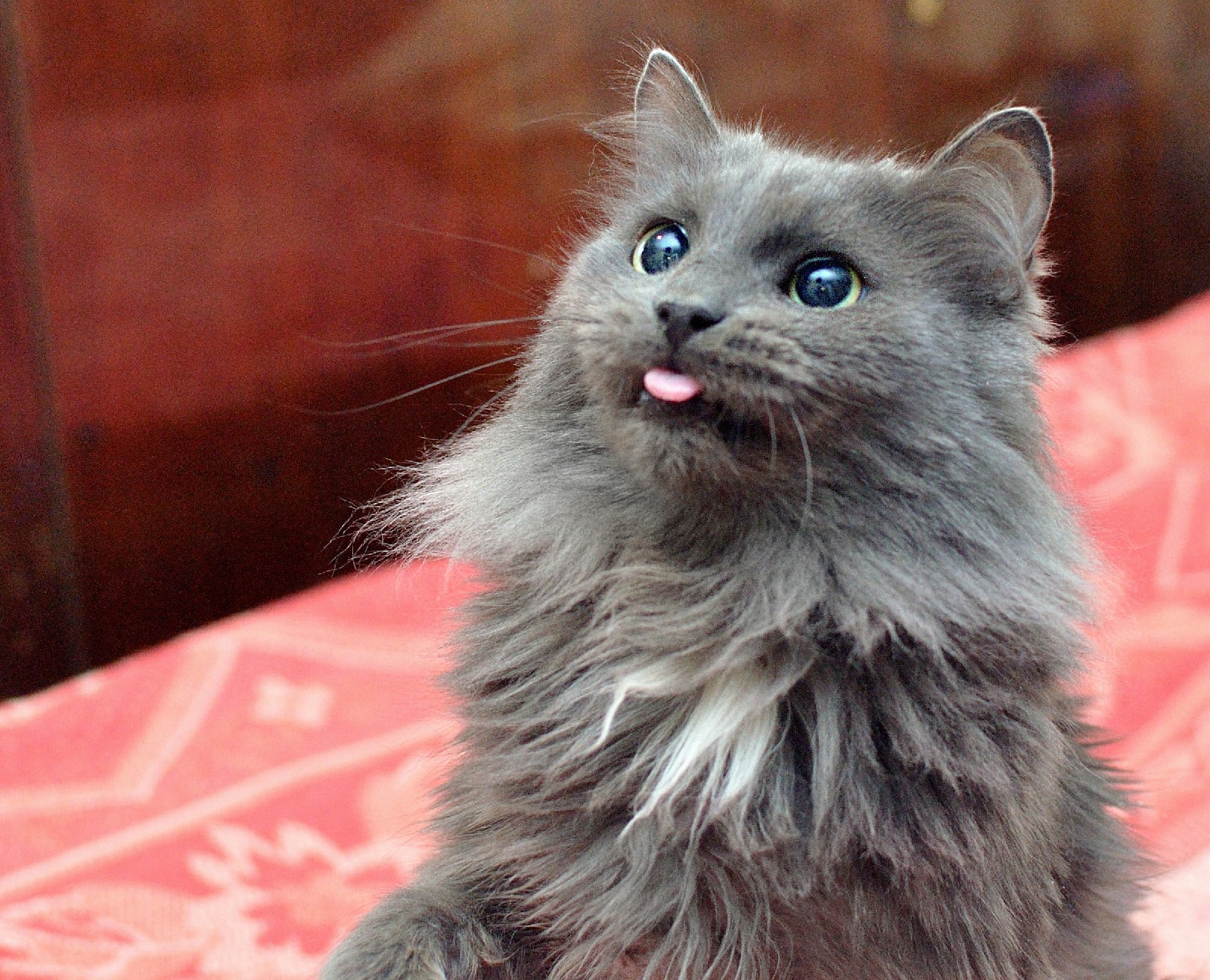 А мне всё равно, бе бе бе