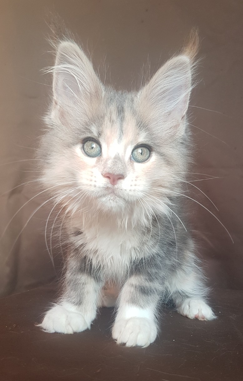 Вы меня не ждали, а я пришла