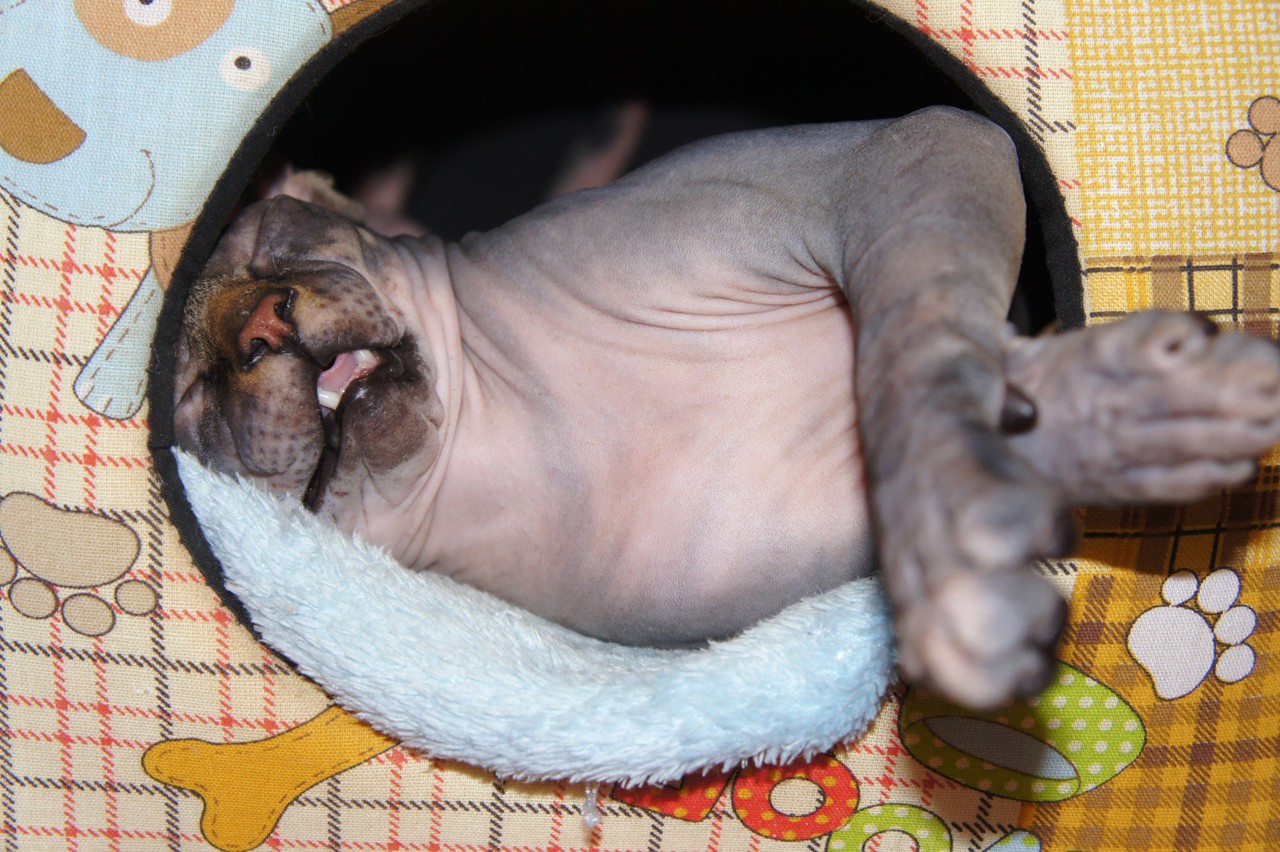 Тихо кот в работе