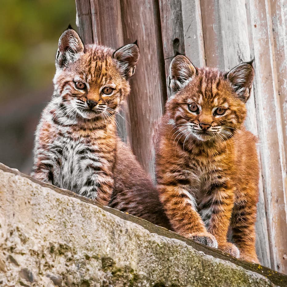 Кажется нас засекли, пора прятаться