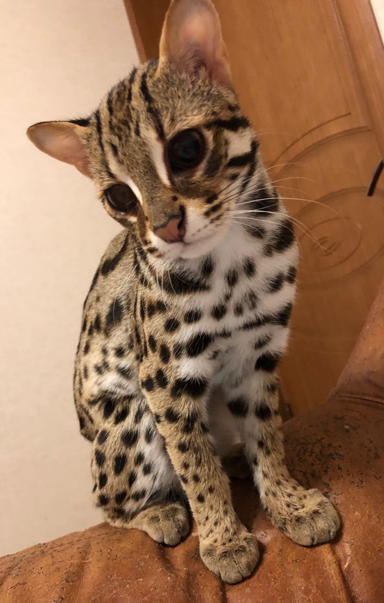 Грусть и тоска совсем одолели, праздника хочется