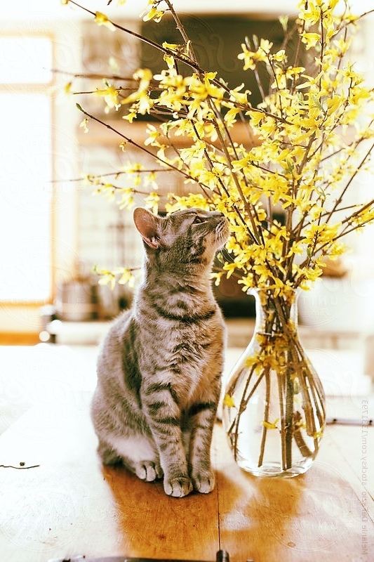 Чую, весна не за горами