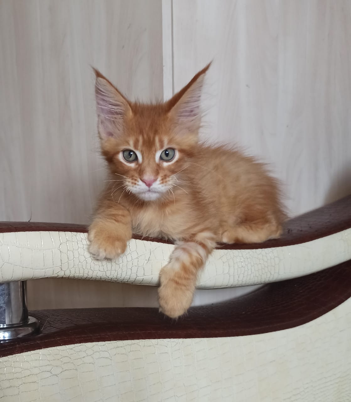 Вы зачем завели кота, если ничего царапать нельзя