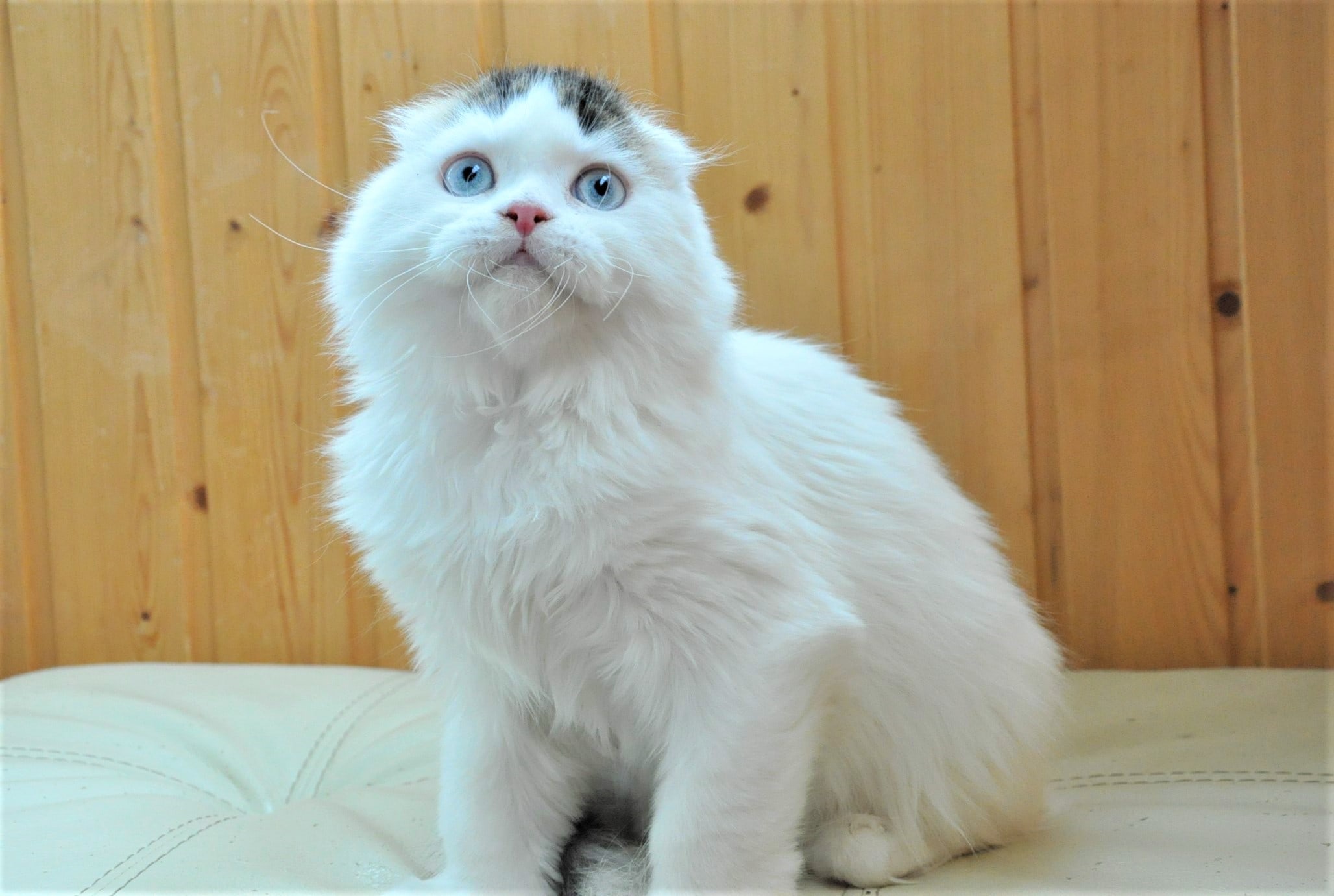 Мне приснилось, что Вы завели себе ещё одного кота