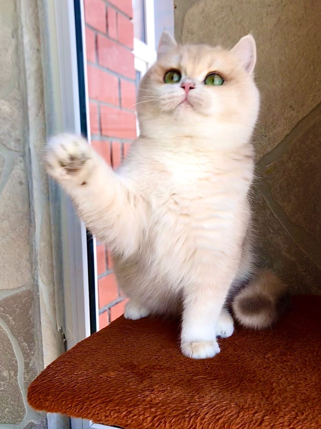 Стоп, на балконе холодно, шапочку оденьте