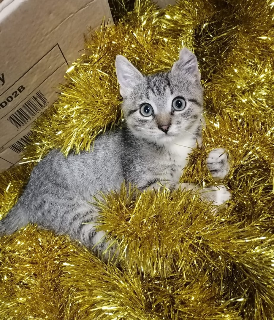 Не отбирайте у меня эту пушистую штучку, она мне нужна