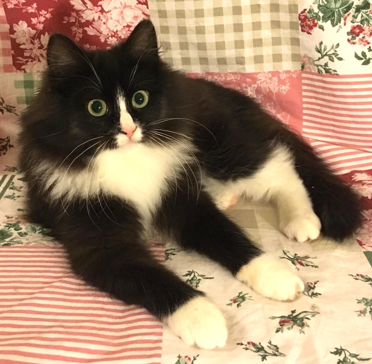 Дверь хлопнула, опять без меня на прогулку ушли