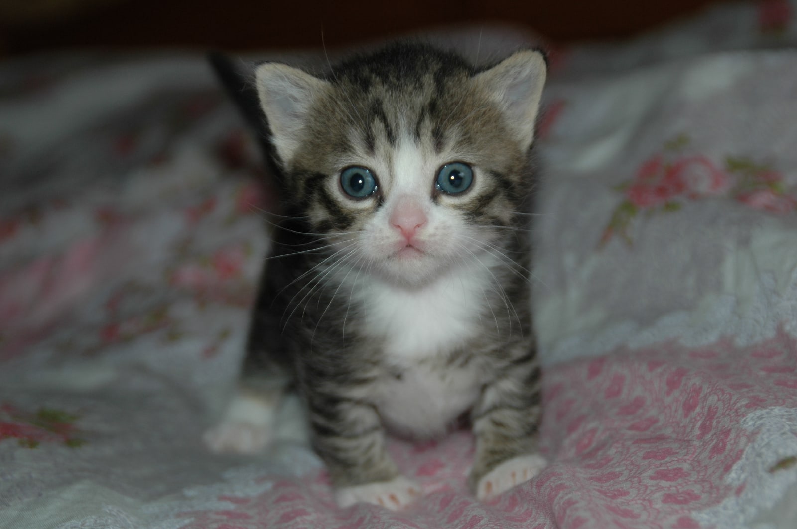 Кто со мной будет спать, а то мне одному страшно