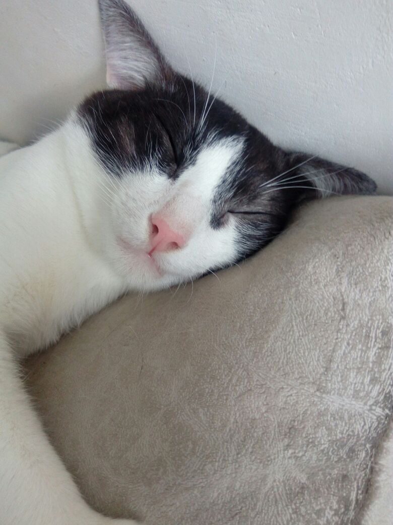 Тоханыч бороздит сновидения