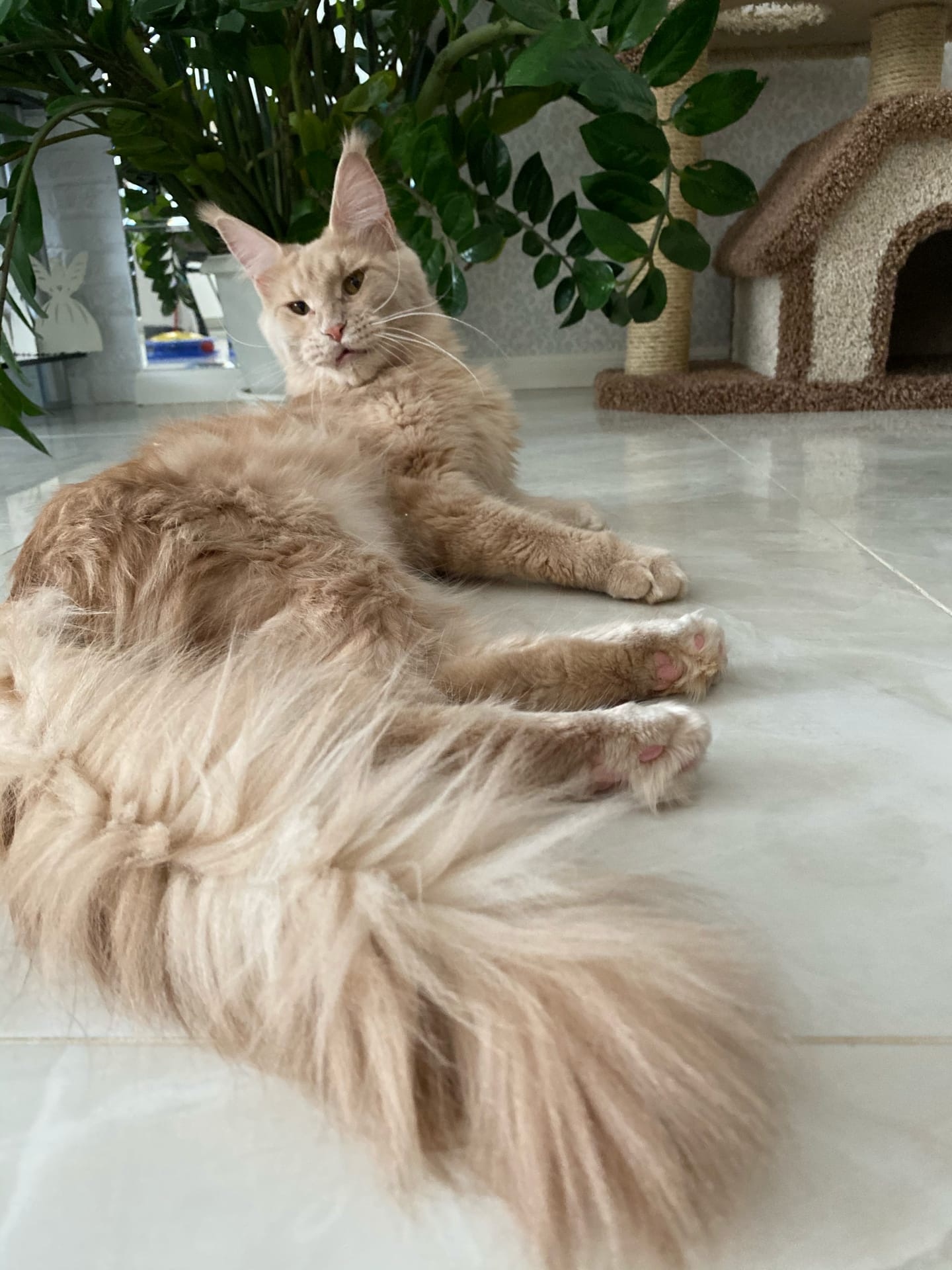 Опять привели гостей, чтобы на меня любовались