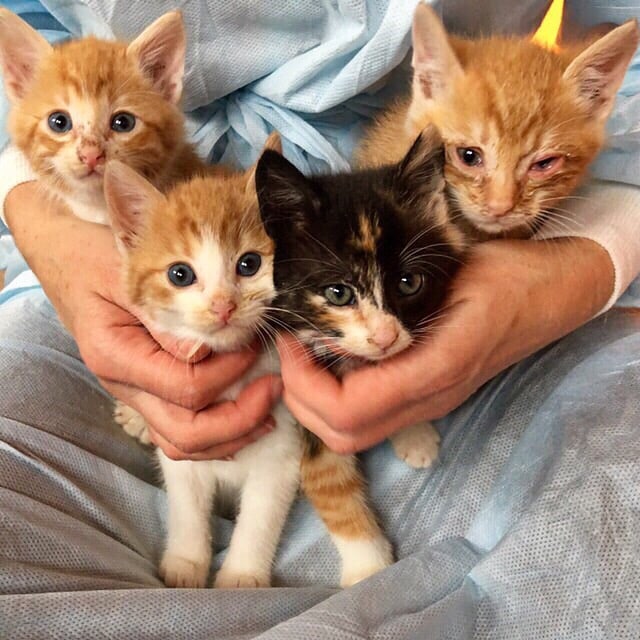 Найдёныши - спасёныши