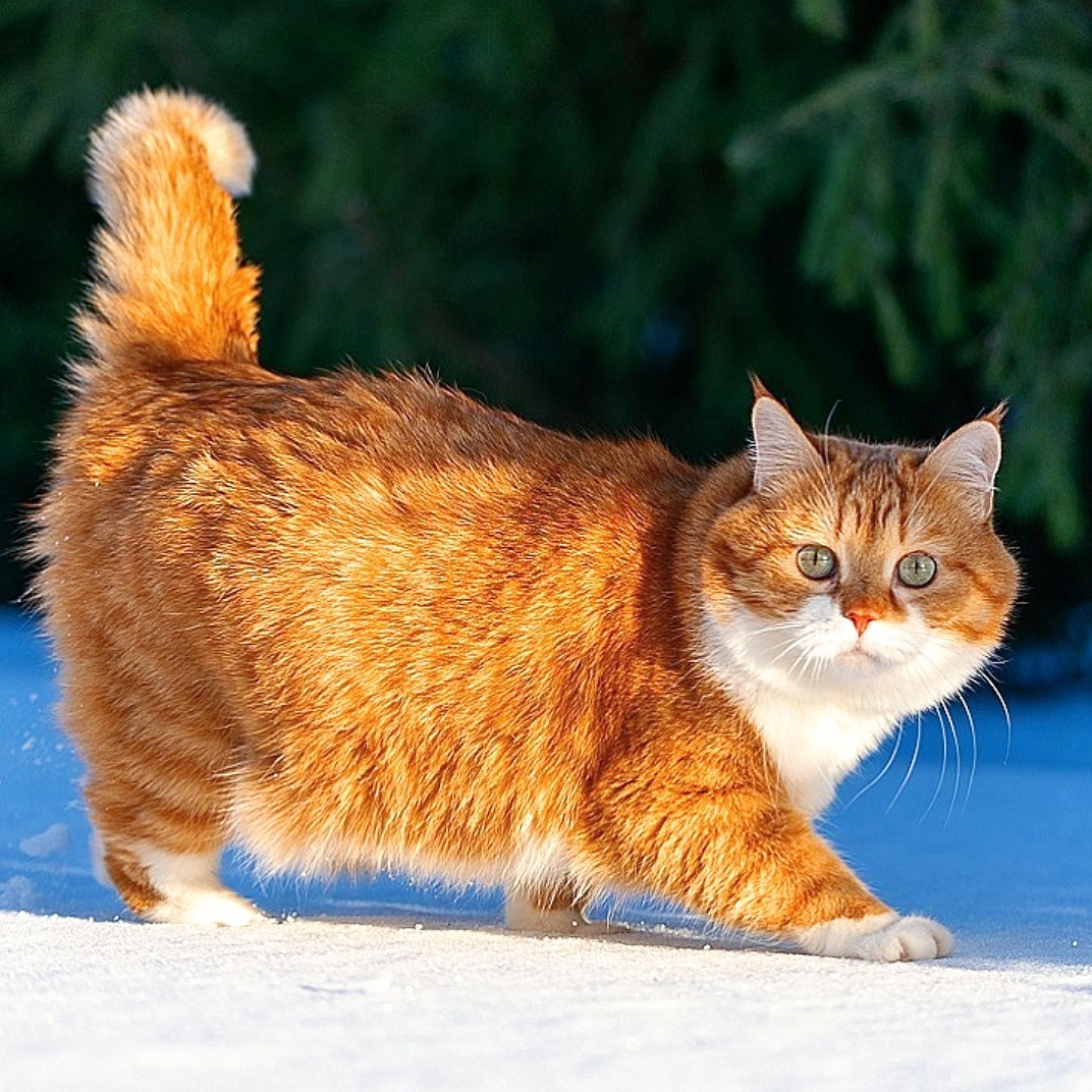 Не шумите, я вышел на охоту