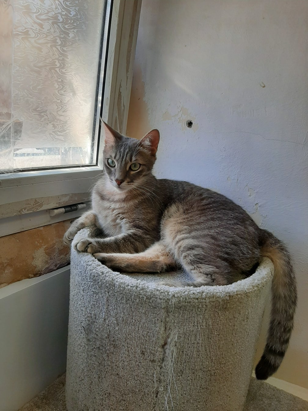 Что то мои хозяева с ремонтом затянули, пойду им помогу