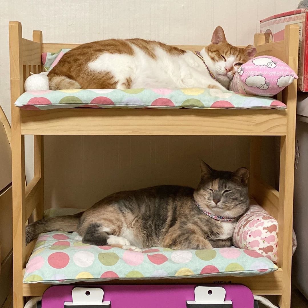 После плотного обеда полагается поспать