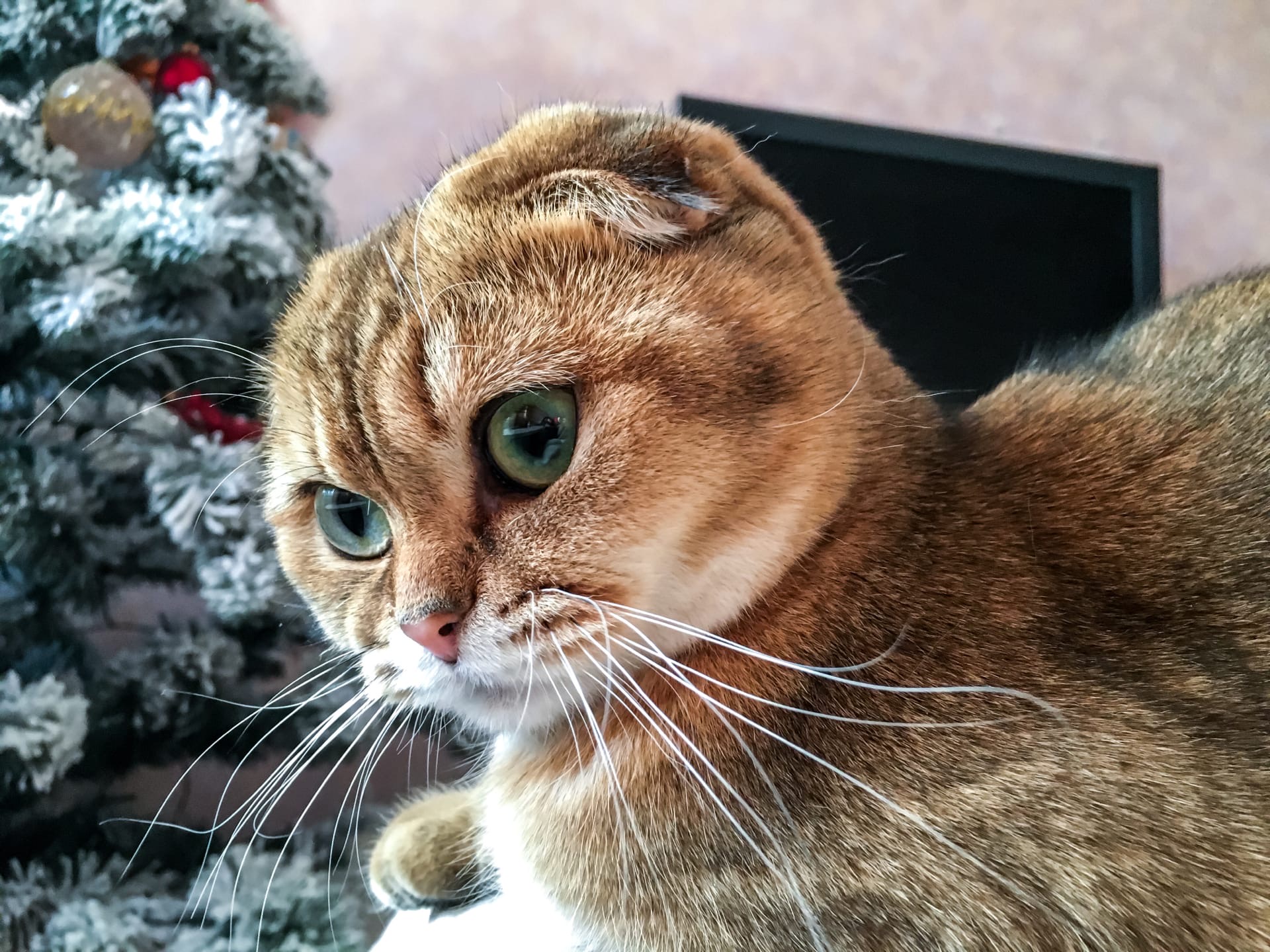 Я что всё проспала, где подарки