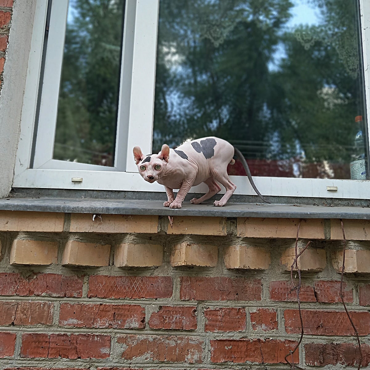 Пацаны подождите меня, я с Вами