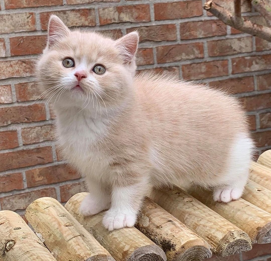 Я на лавочке сижу и хозяйку свою жду