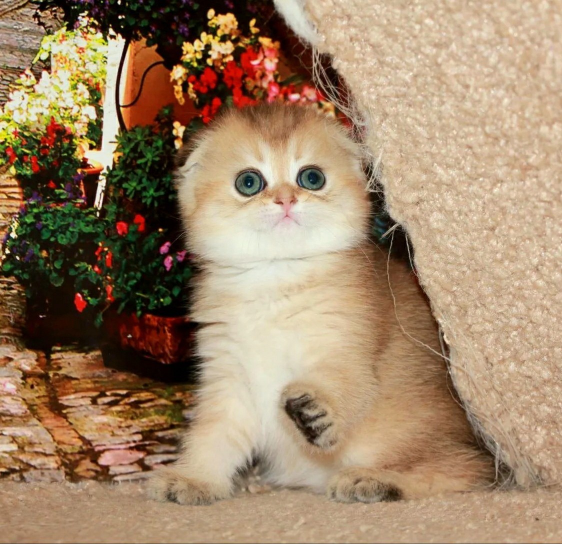 Вы обалдели,разве можно меня красавицу ругать