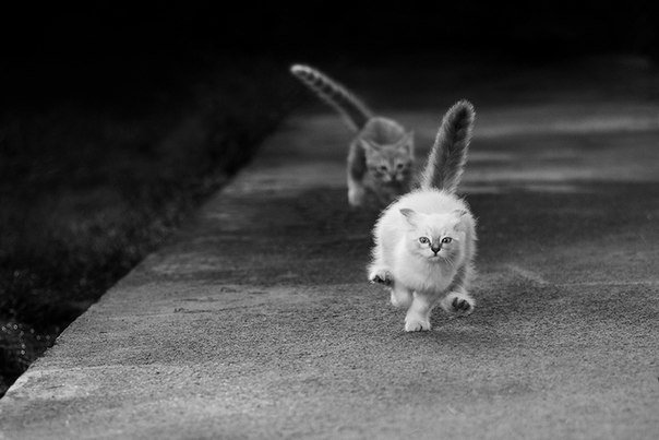 В догонялки мы играли, так что дом свой потеряли