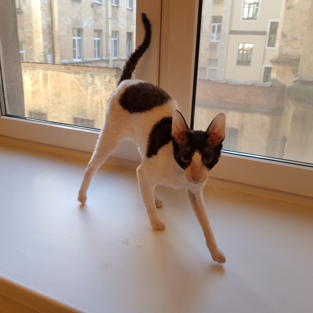 Почему другие кошки на улице гуляют, а мне нельзя