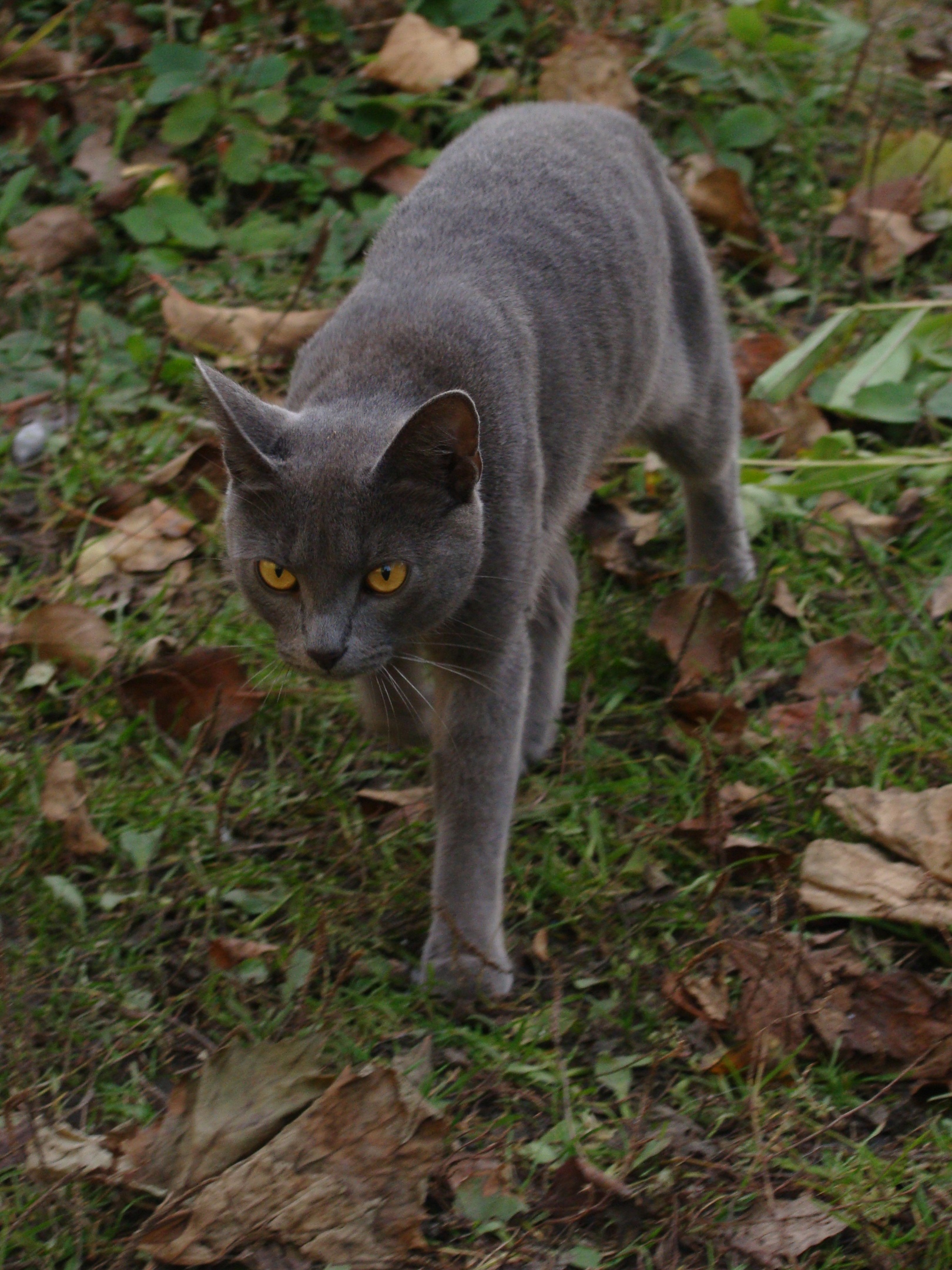 Вы куда от меня попрятались, мышки - норушки