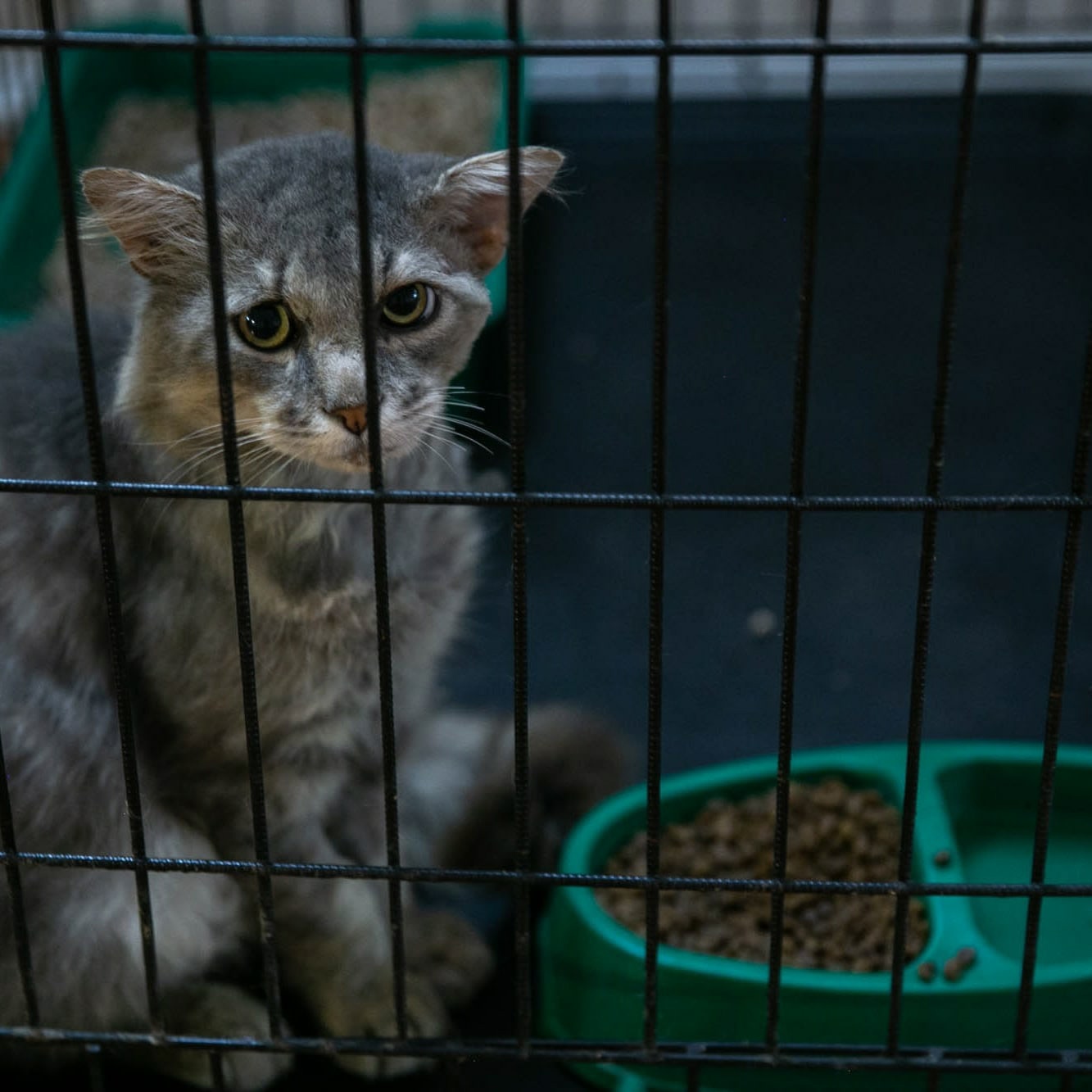 Голодная воля или жизнь в клетке