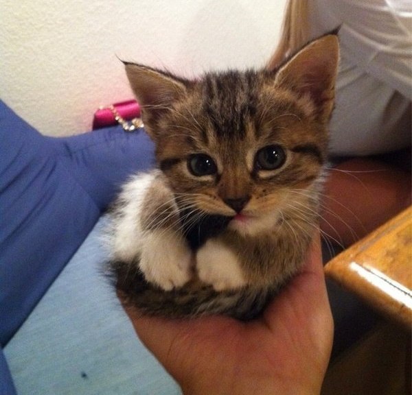 Няшечный откусыватель хвостов