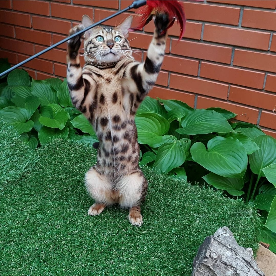 Вот обманщики, где птичка та