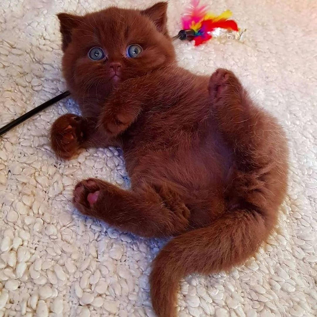 Я сладенький, но не съедобный