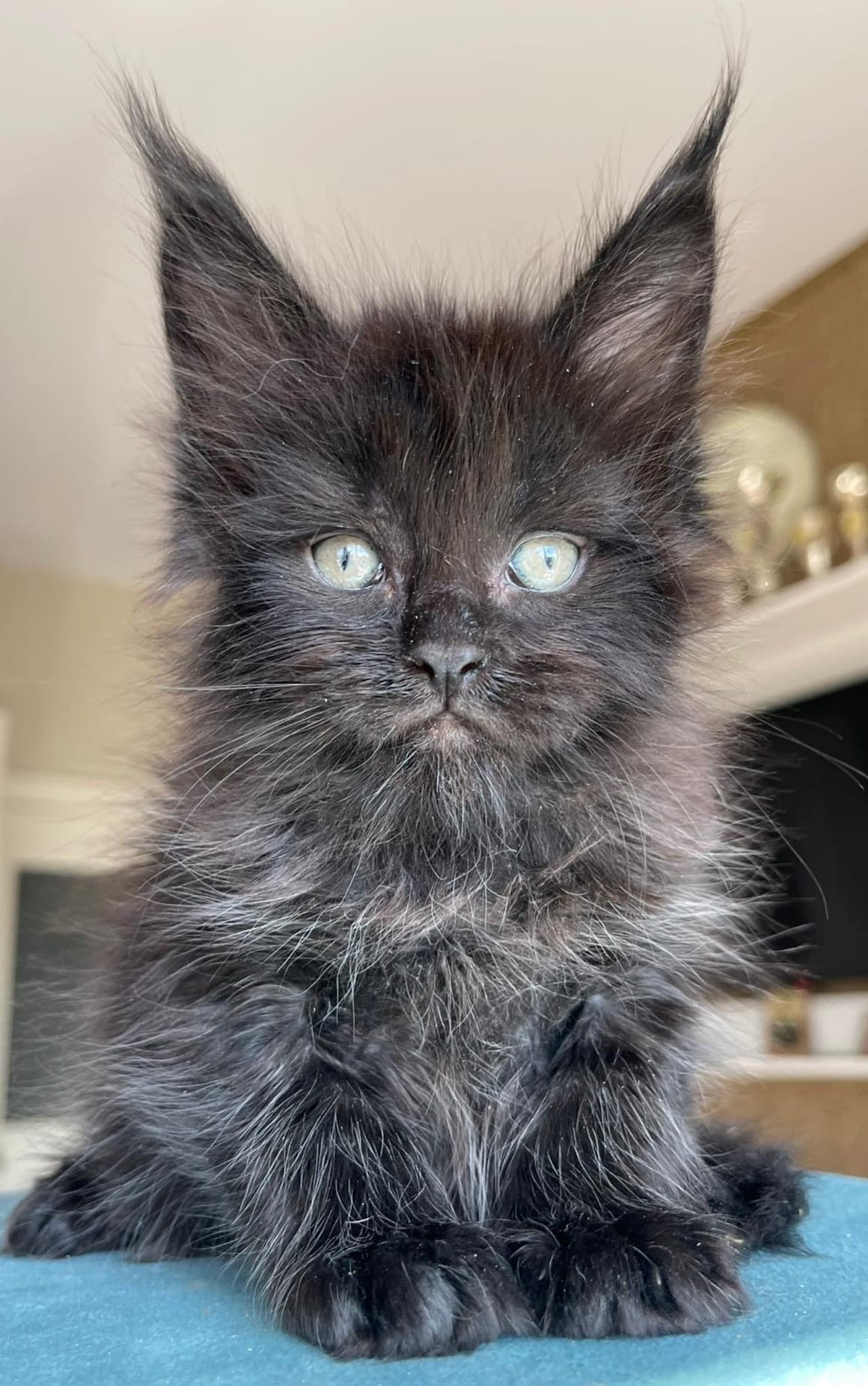 Маленькая скромняга