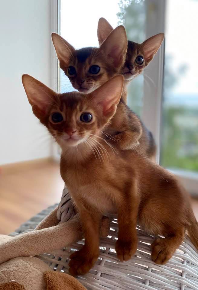 Пугливые тройняшки