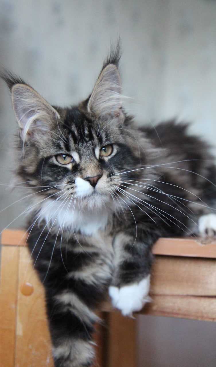 А у Вас сметанки не найдётся для меня